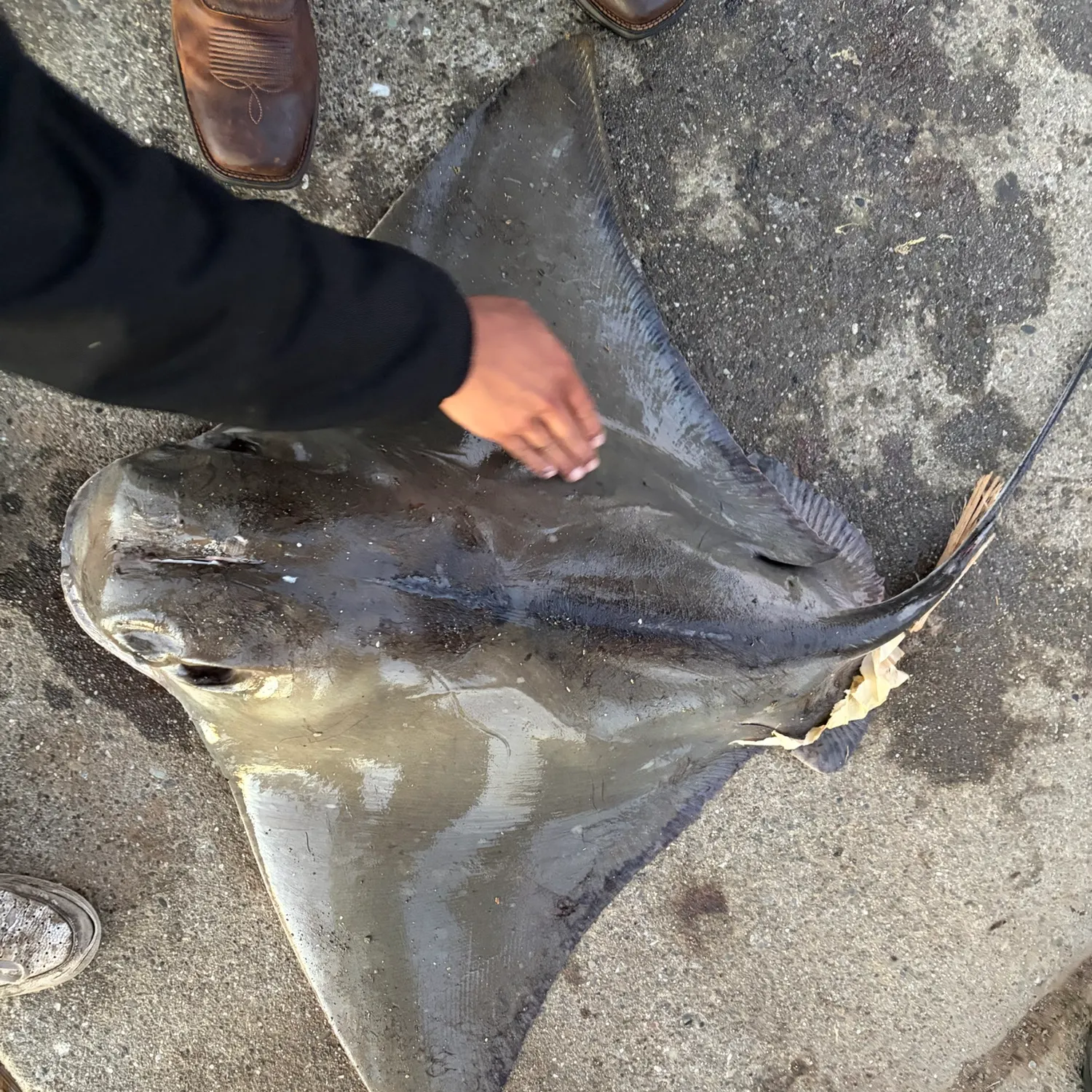 The most recent Bat eagle ray catches on Fishbrain