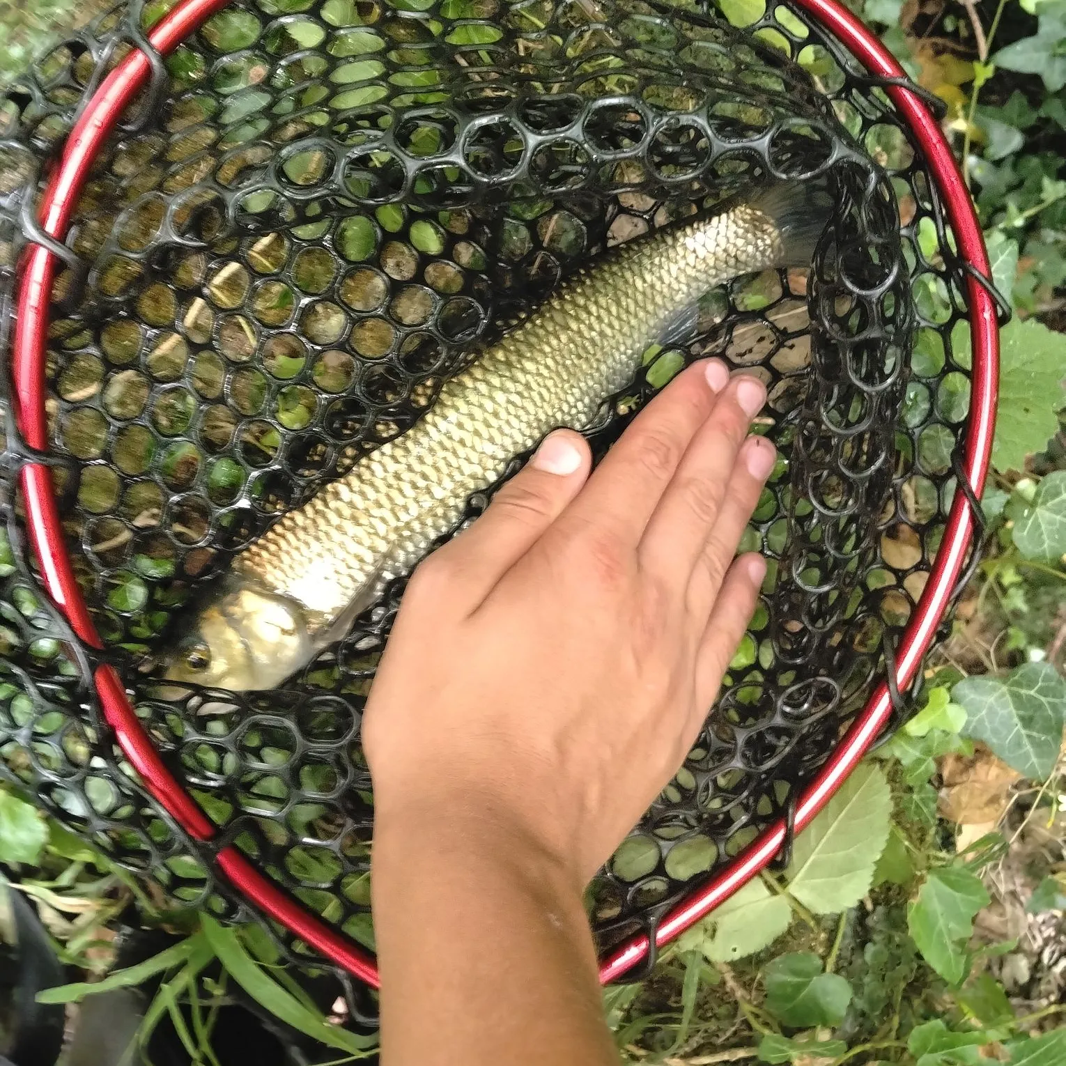 European chub caught on Fishbrain
