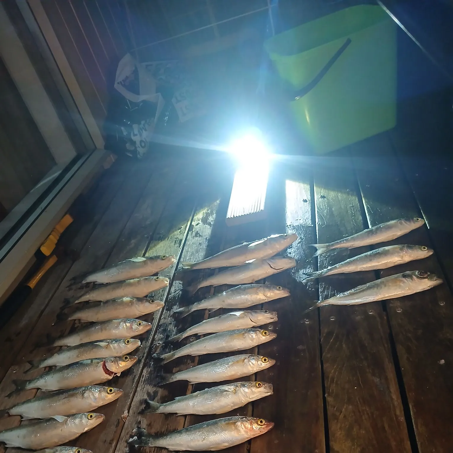 Yellow-eye mullet caught on Fishbrain