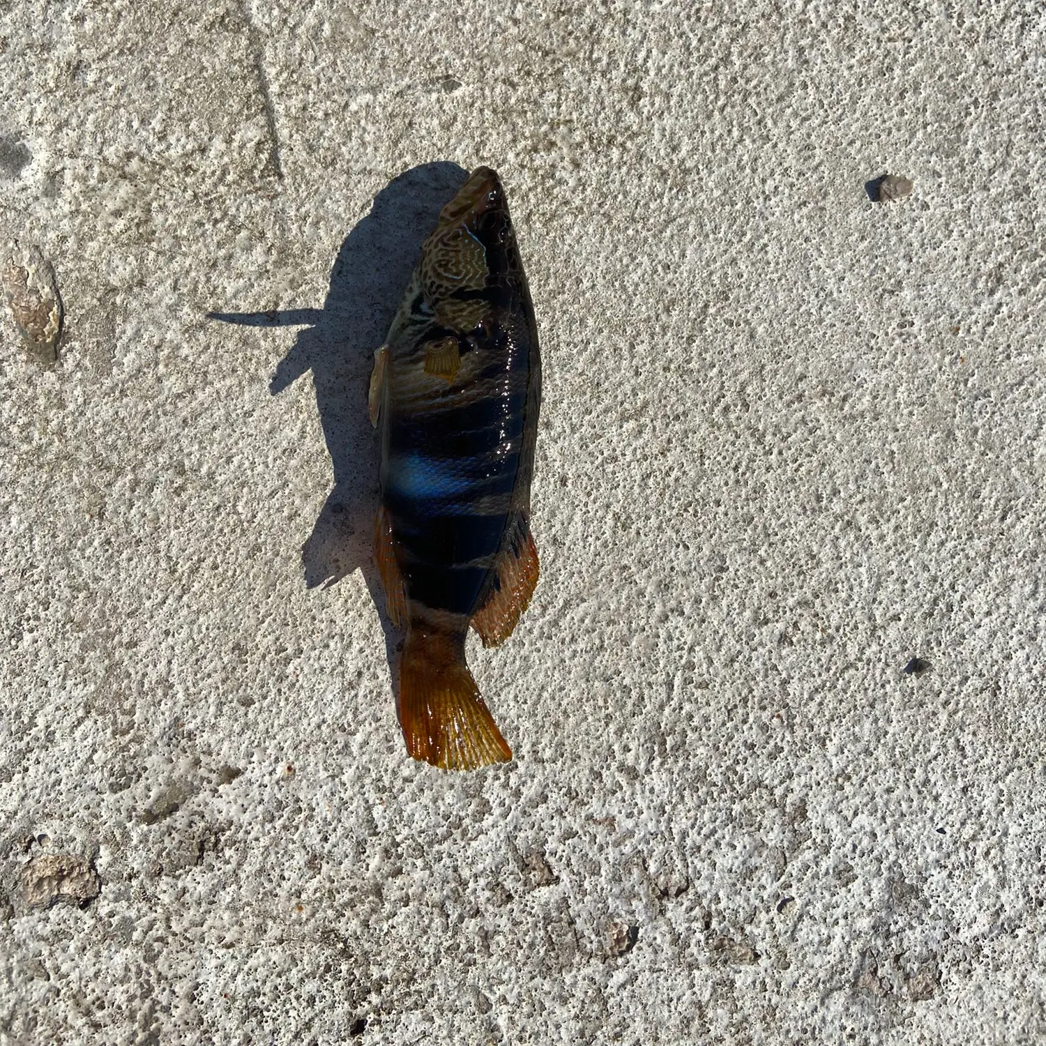 Painted comber caught on Fishbrain