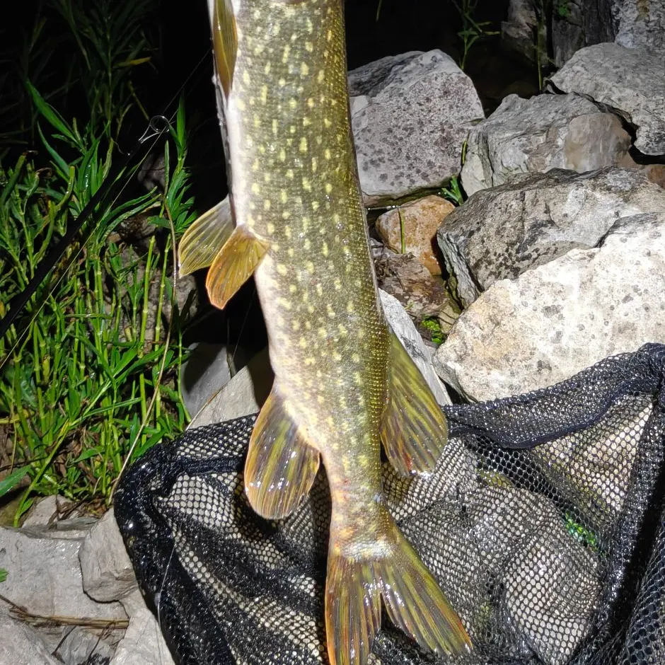 Northern pike caught on Fishbrain