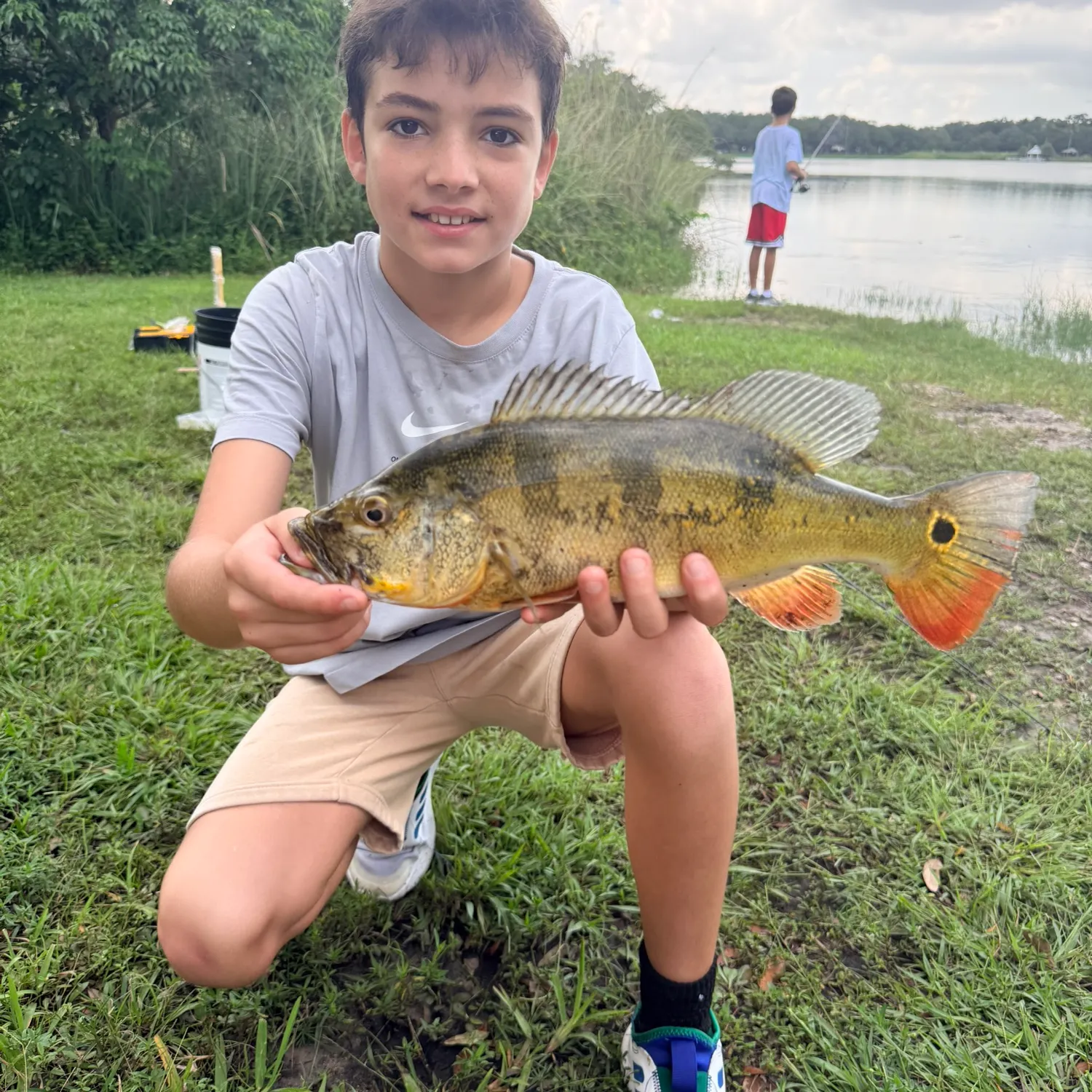 Butterfly peacock bass caught on Fishbrain