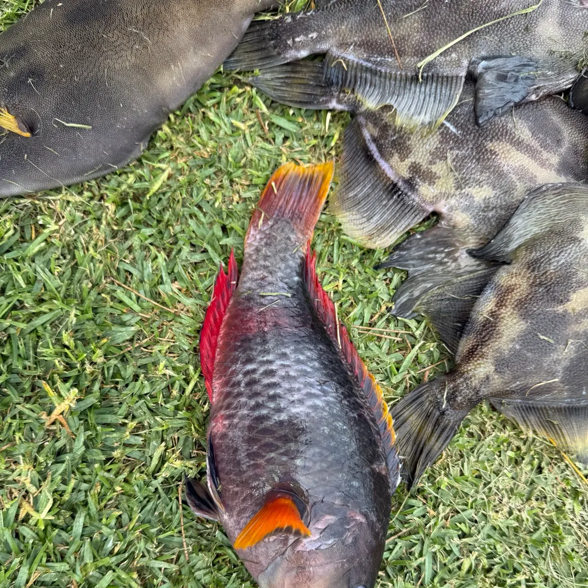 The most recent Crimsonband wrasse catches on Fishbrain