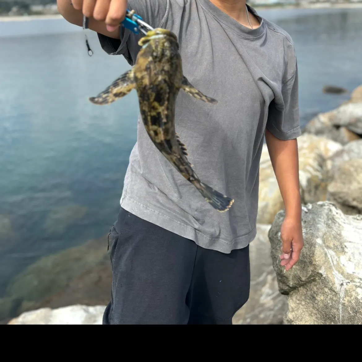 The most recent Cabezon catches on Fishbrain