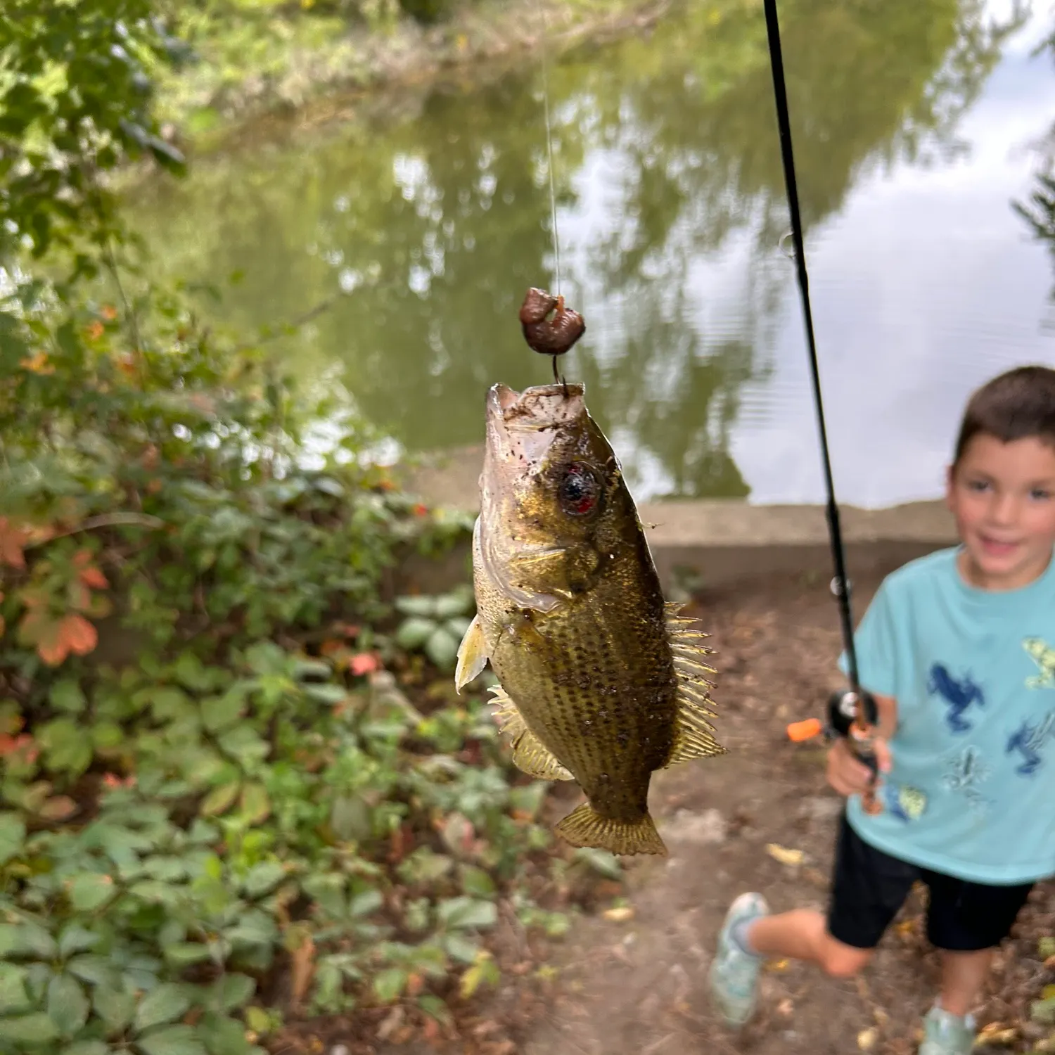 Rock bass caught on Fishbrain