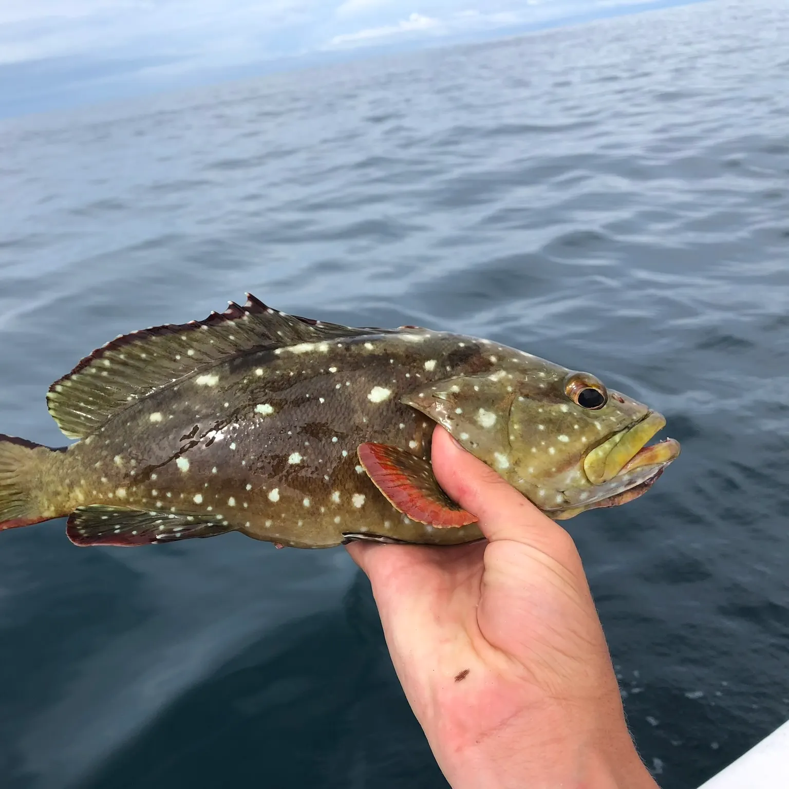 The most recent Starry grouper catches on Fishbrain