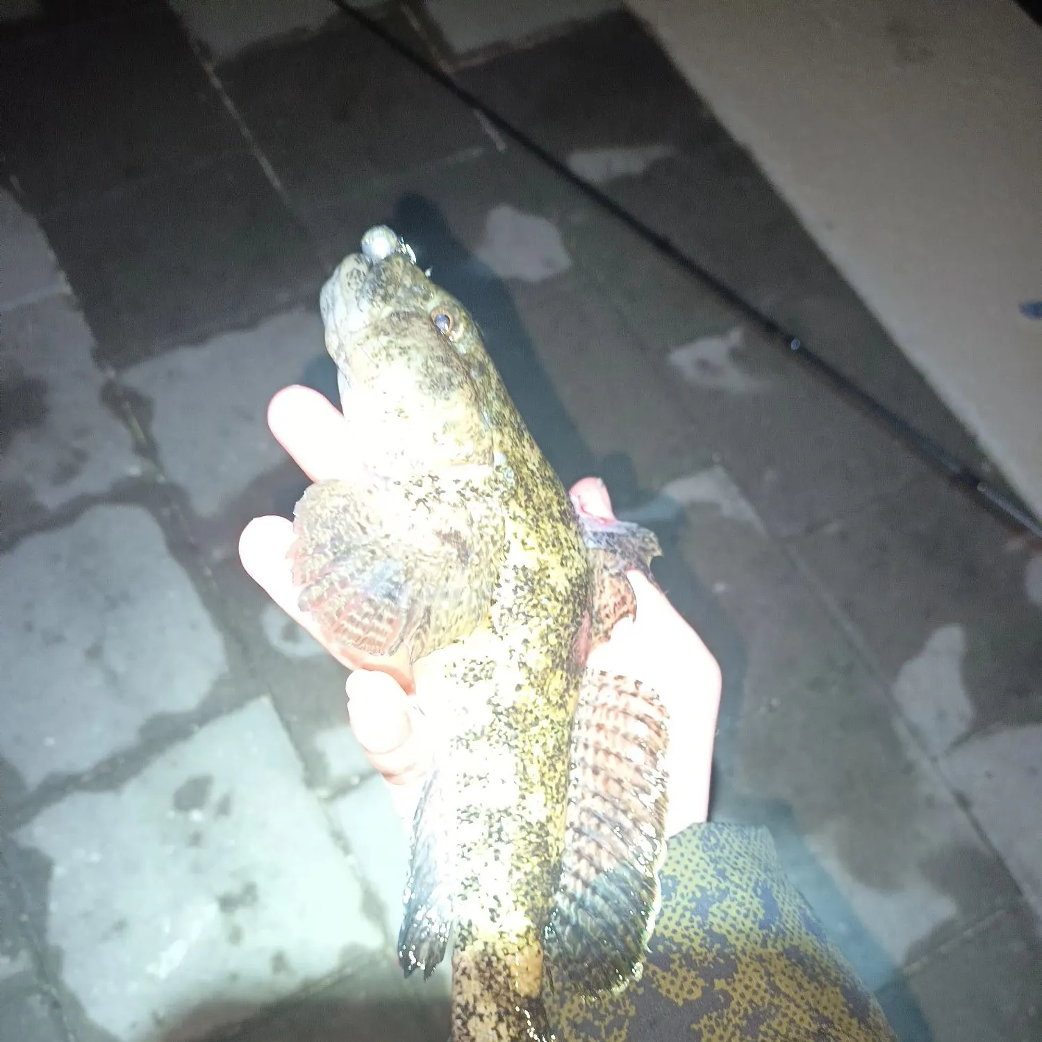 The most popular recent Giant goby catch on Fishbrain