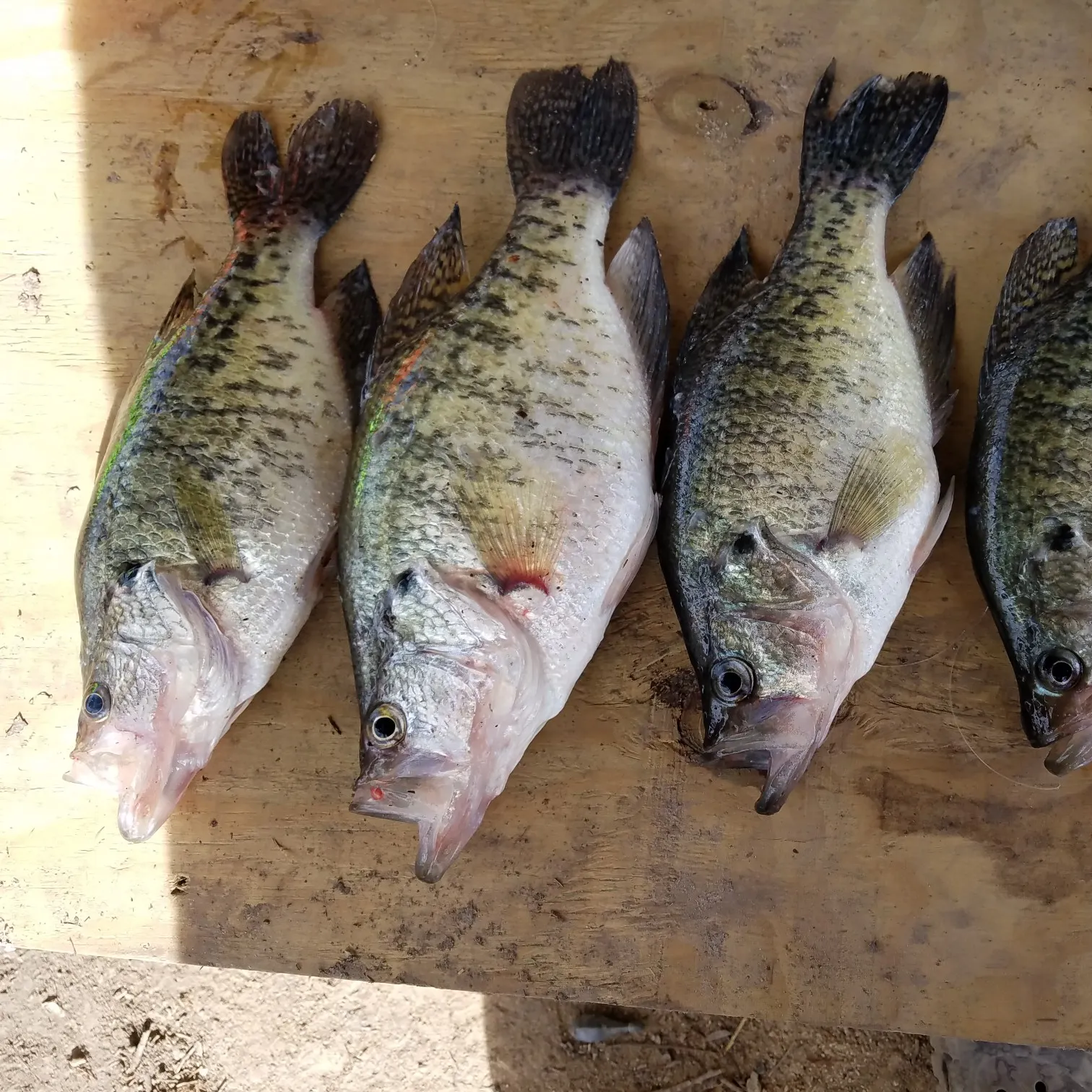 recently logged catches