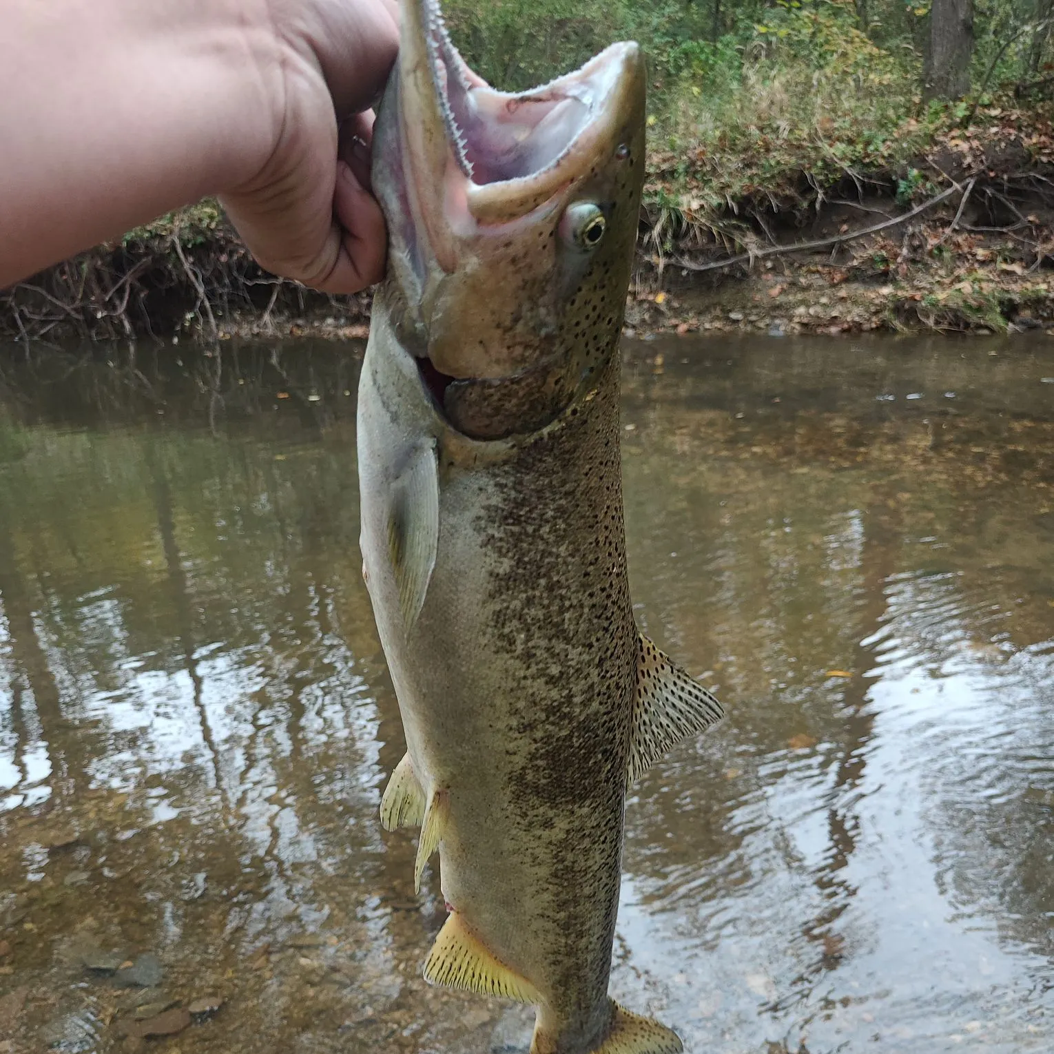 Fish caught on Fishbrain