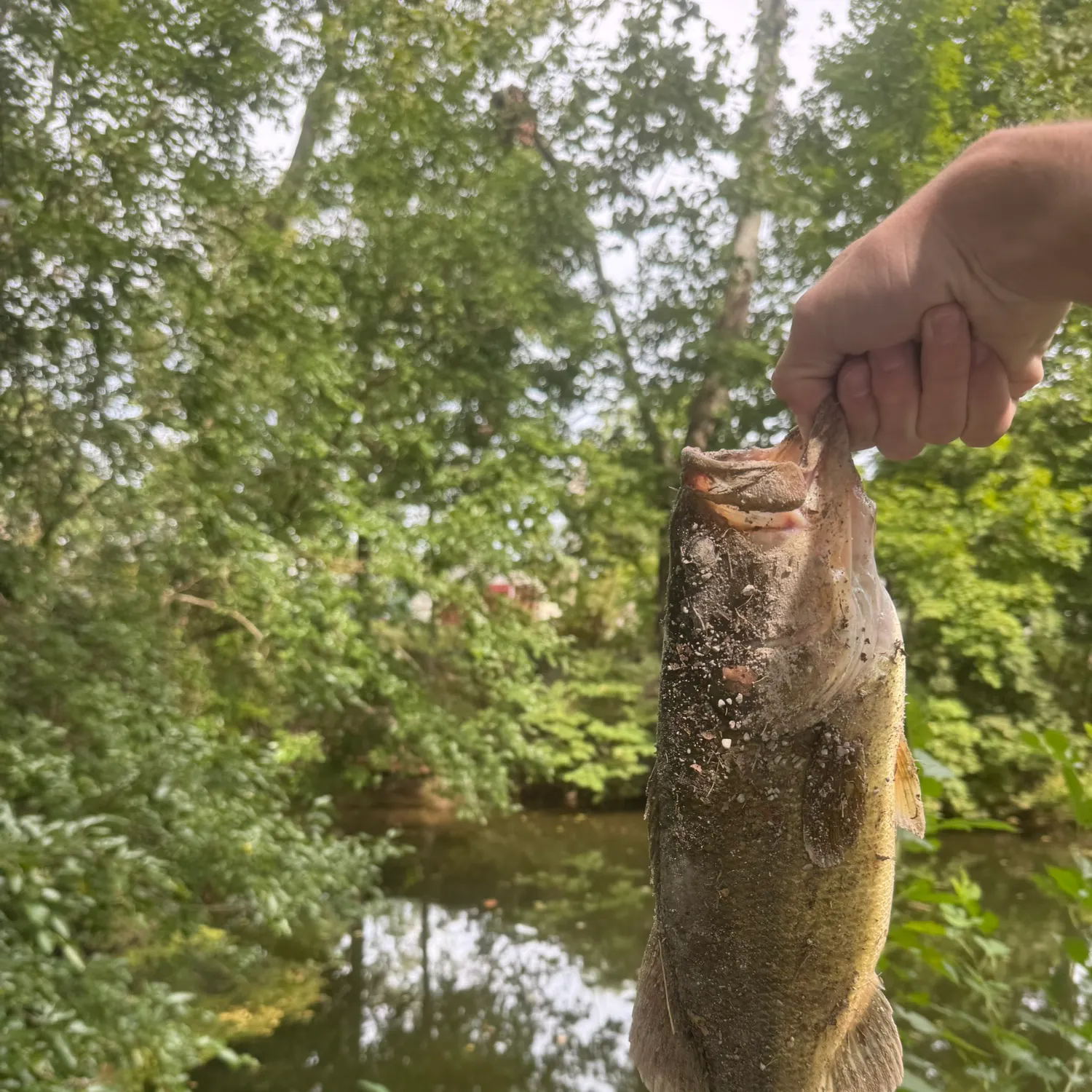 Smallmouth bass caught on Fishbrain