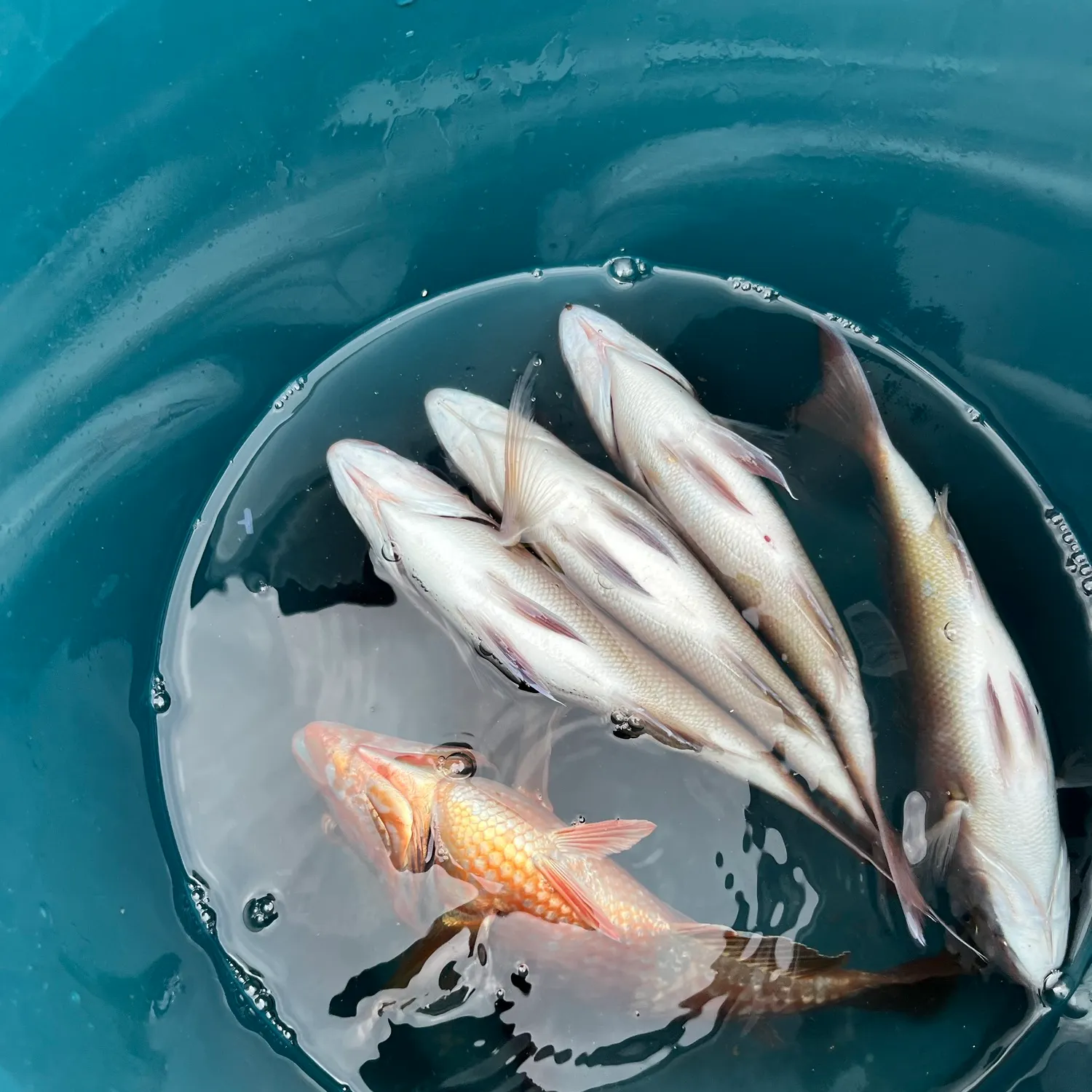 Fish caught on Fishbrain