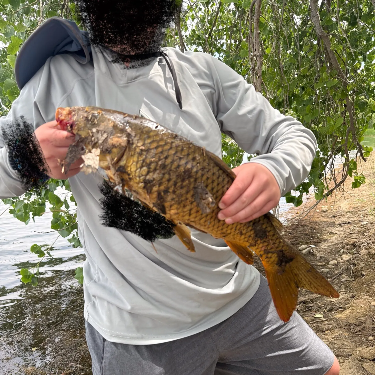Common carp caught on Fishbrain