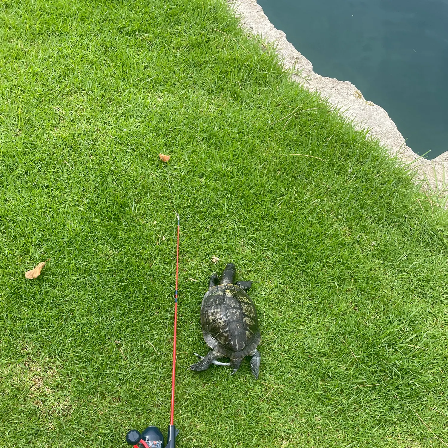 The most recent Northwestern pond turtle catches on Fishbrain