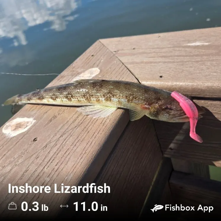 Inshore lizardfish caught on Fishbrain
