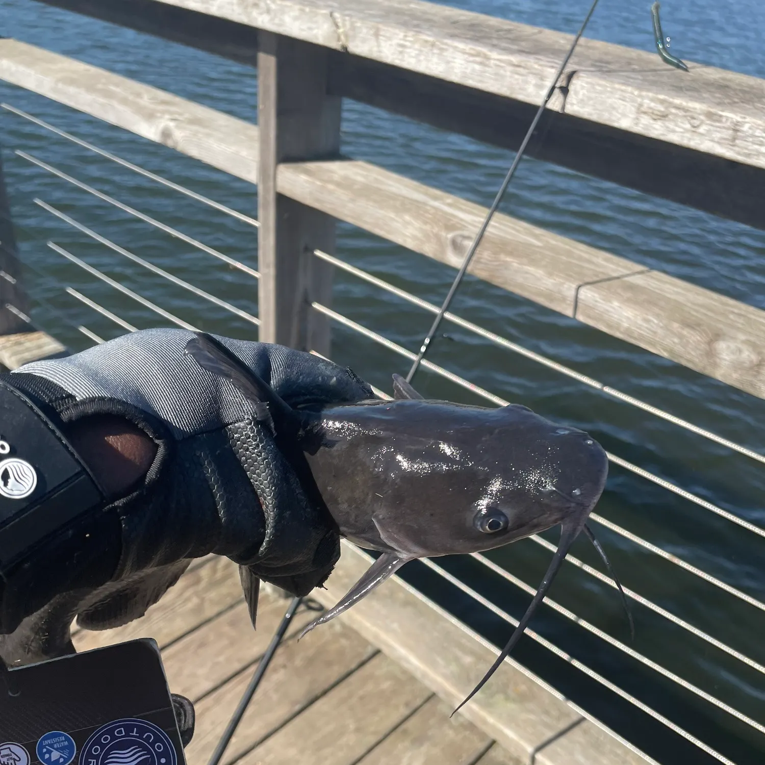 White bullhead caught on Fishbrain
