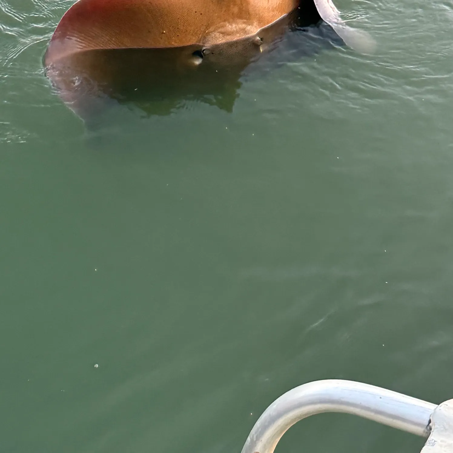 The most recent Whip stingray catches on Fishbrain