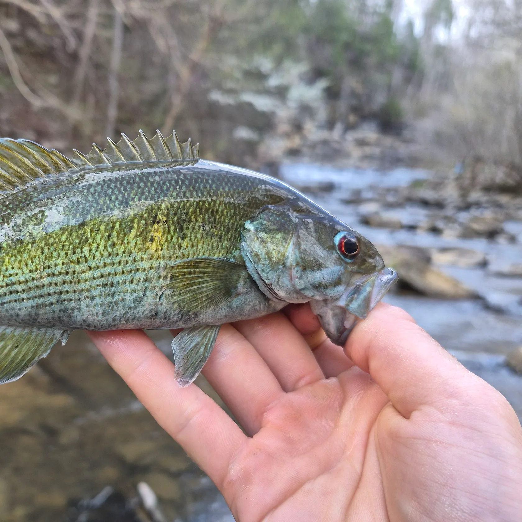 The most recent Redeye bass catches on Fishbrain