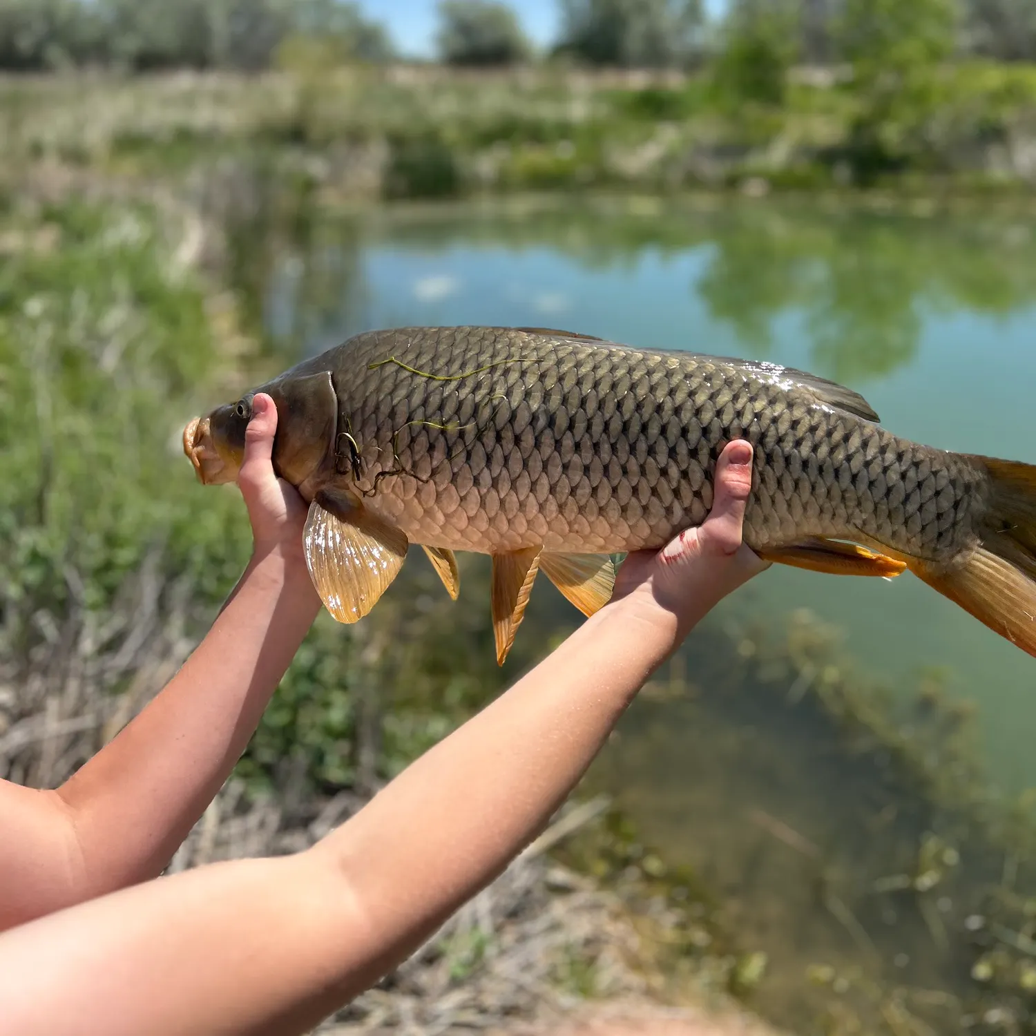 angler catch