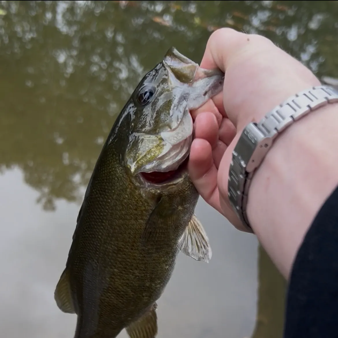 Smallmouth bass caught on Fishbrain