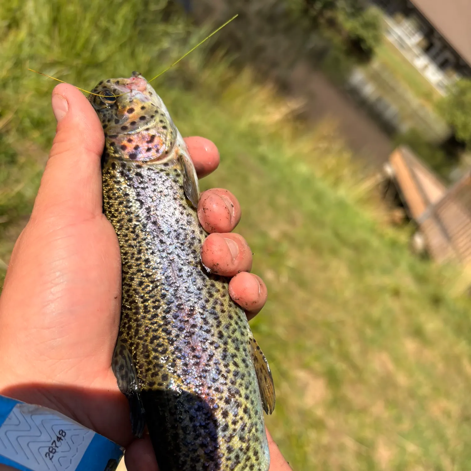 Rainbow trout caught on Fishbrain