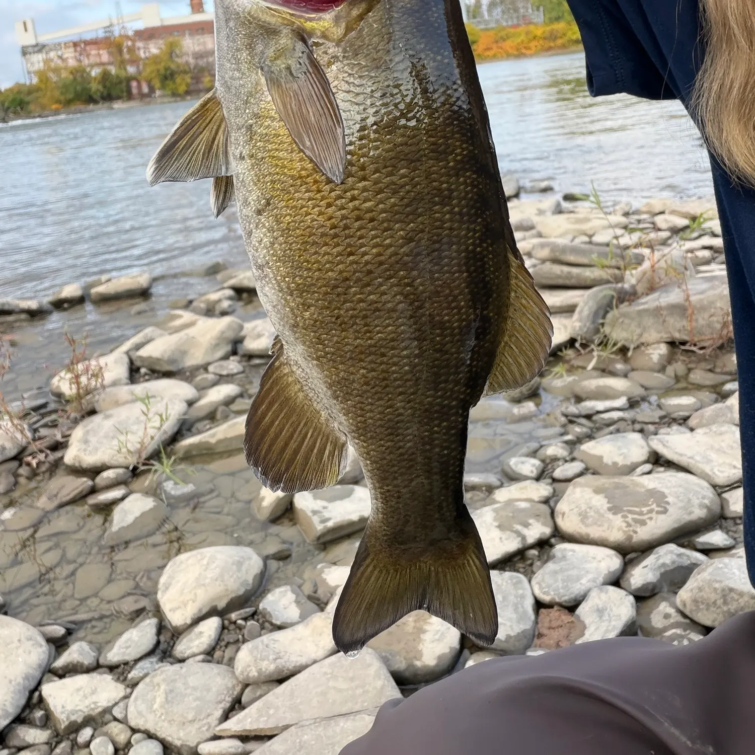 Smallmouth bass caught on Fishbrain