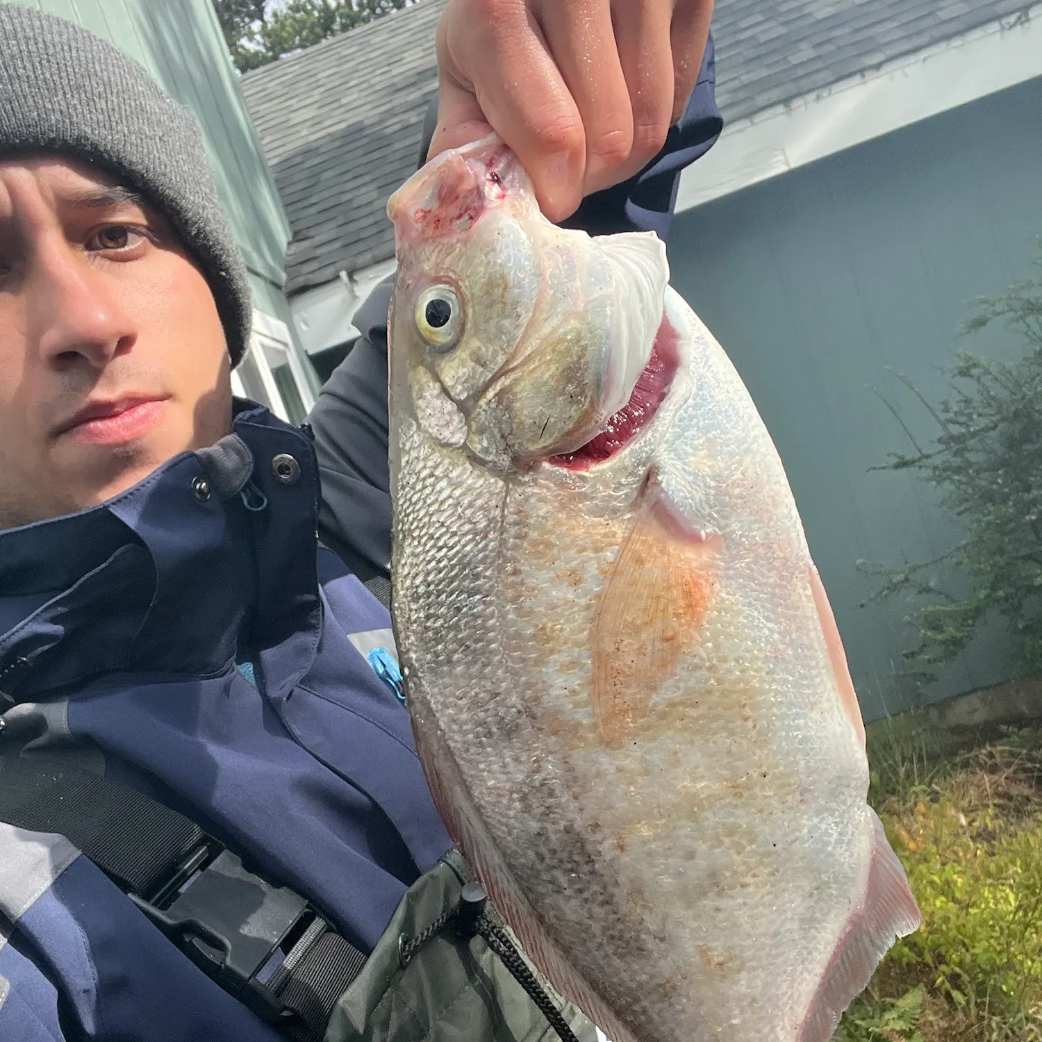 The most recent Redtail surfperch catches on Fishbrain