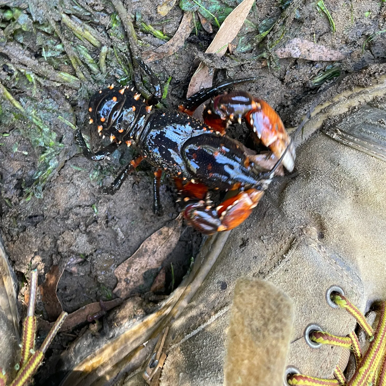 The most recent Common yabby catches on Fishbrain