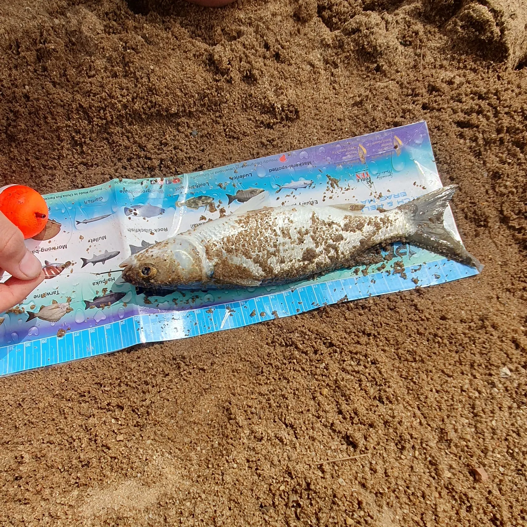Striped mullet caught on Fishbrain