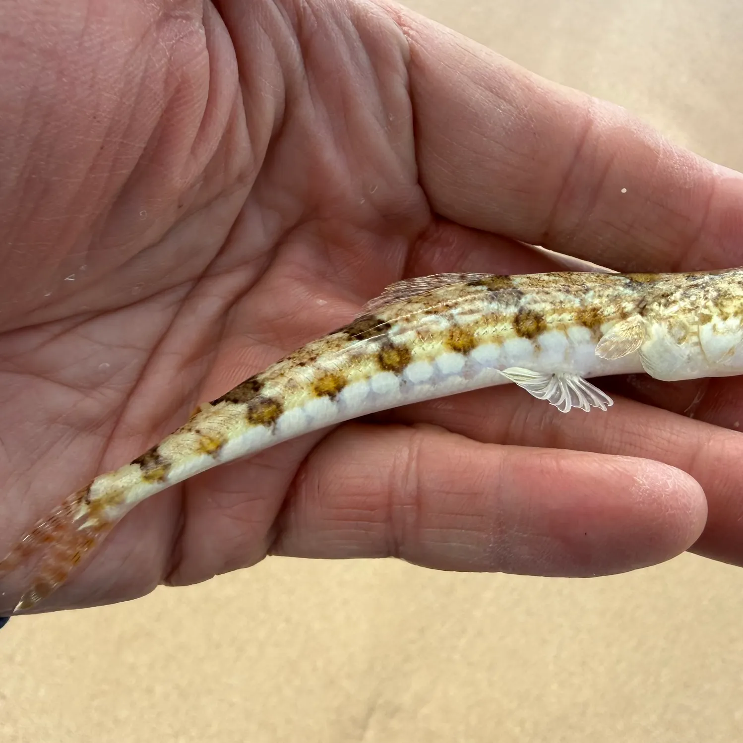The most recent Variegated lizardfish catches on Fishbrain