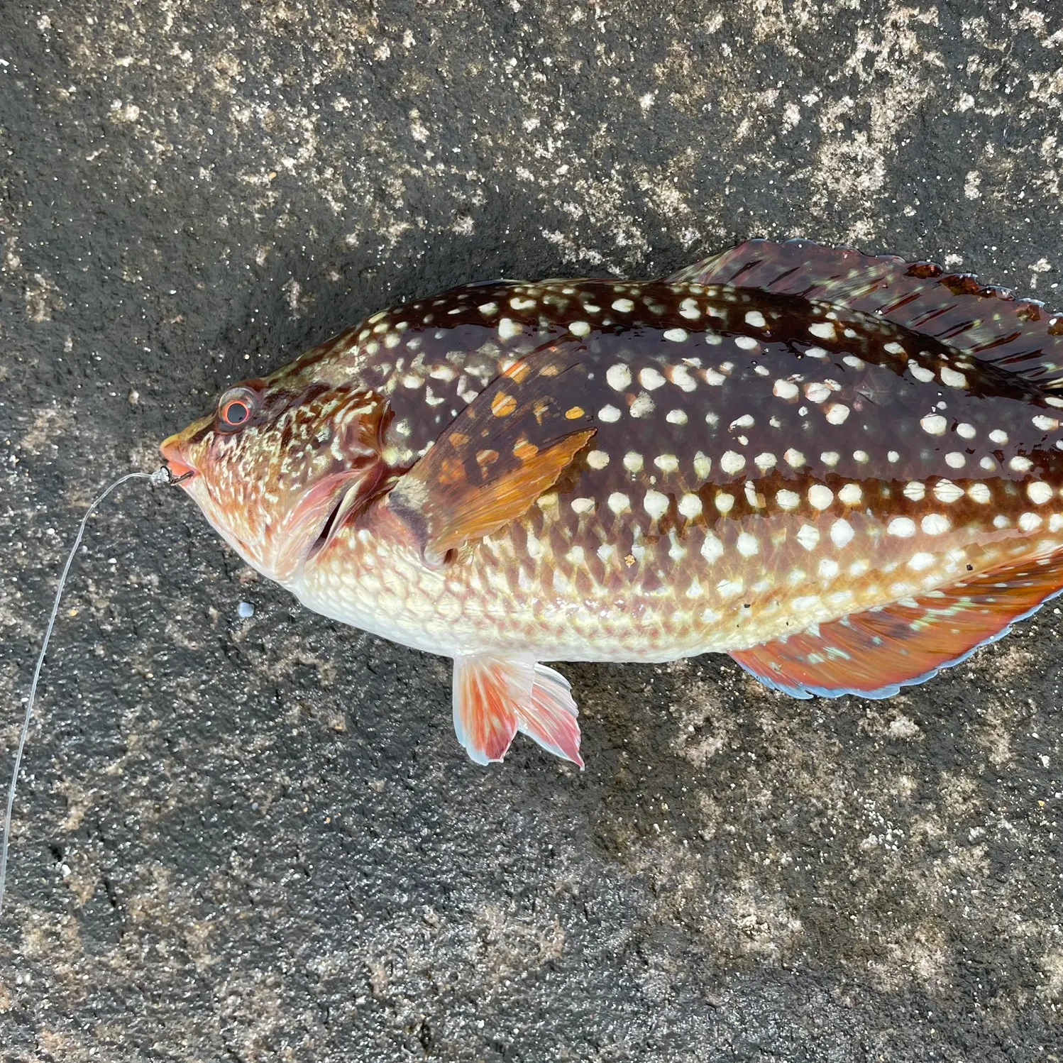 The most recent Crimsonbanded wrasse catches on Fishbrain