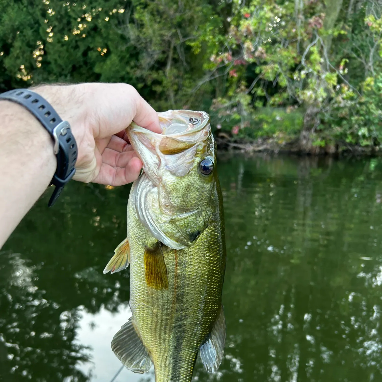 Largemouth bass caught on Fishbrain