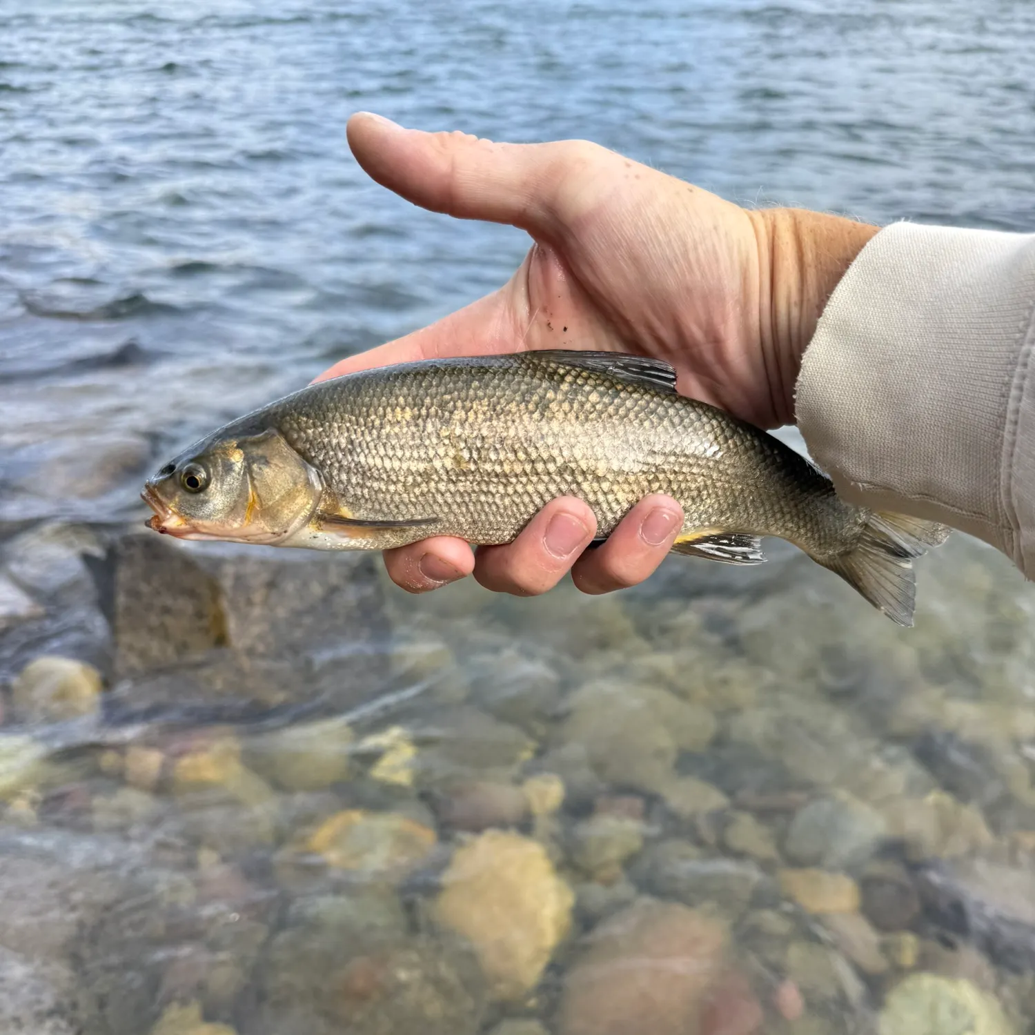 The most recent Utah chub catches on Fishbrain