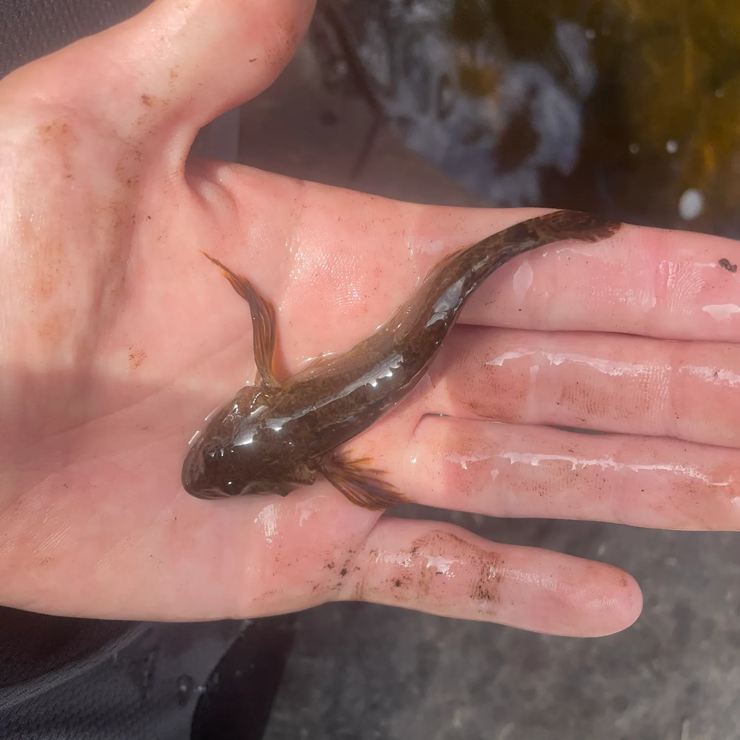 The most recent Slimy sculpin catches on Fishbrain