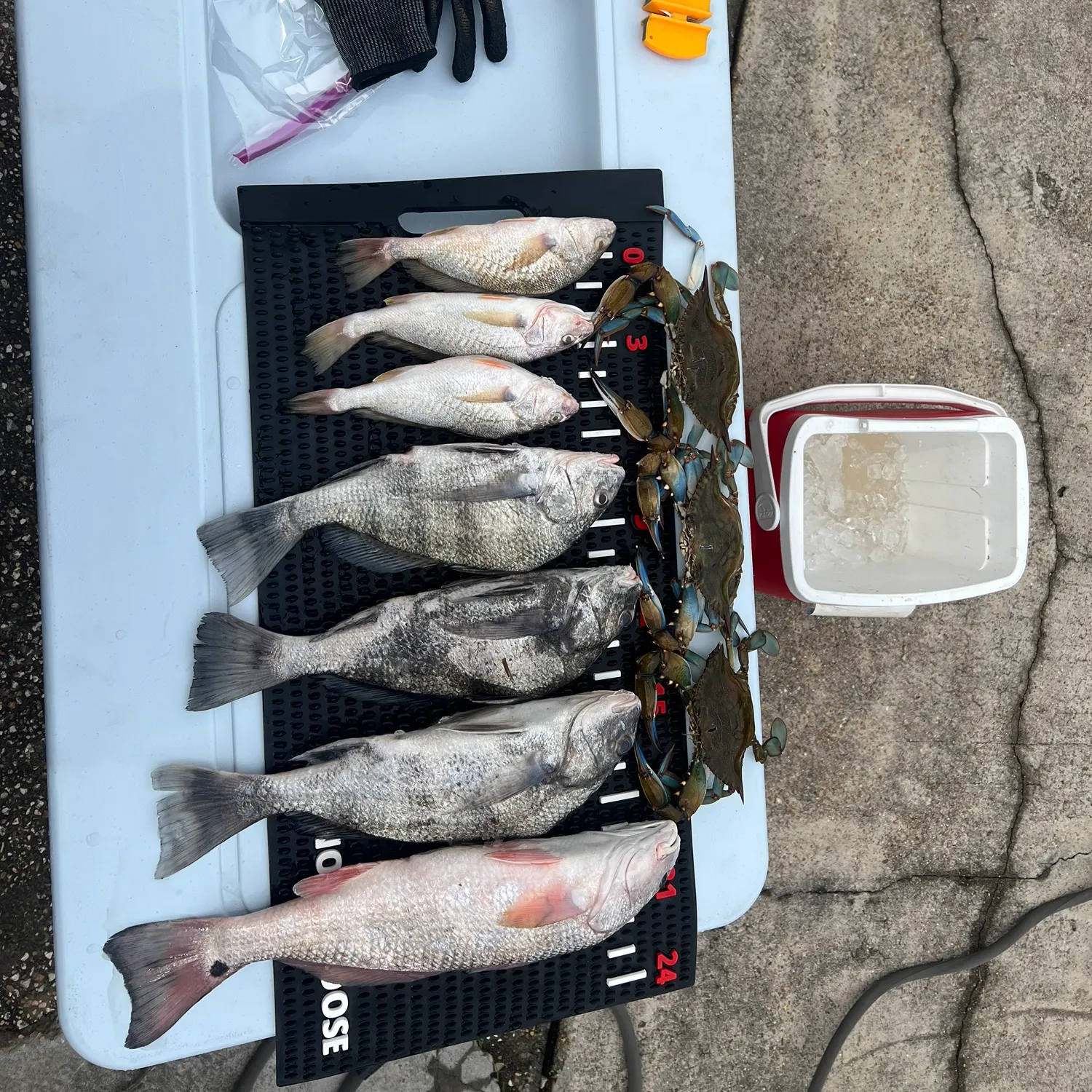 recently logged catches