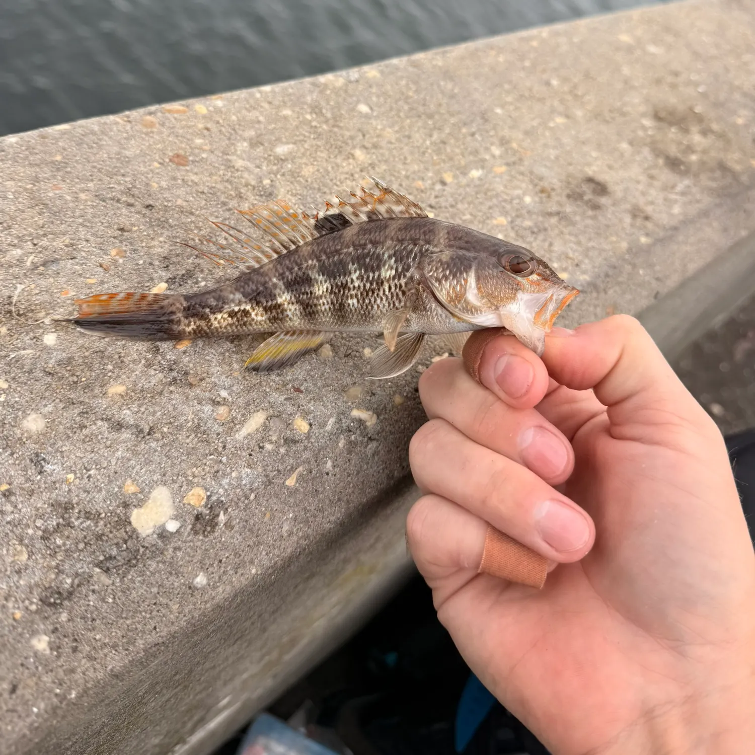 The most recent Rock sea bass catches on Fishbrain