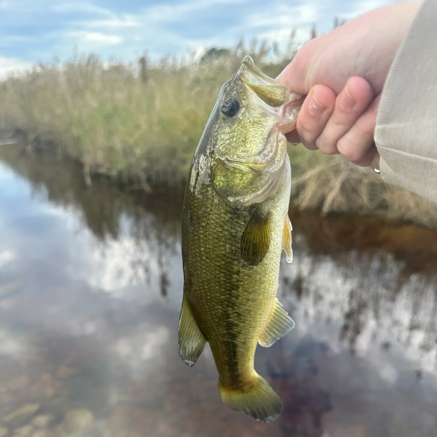 Largemouth bass caught on Fishbrain