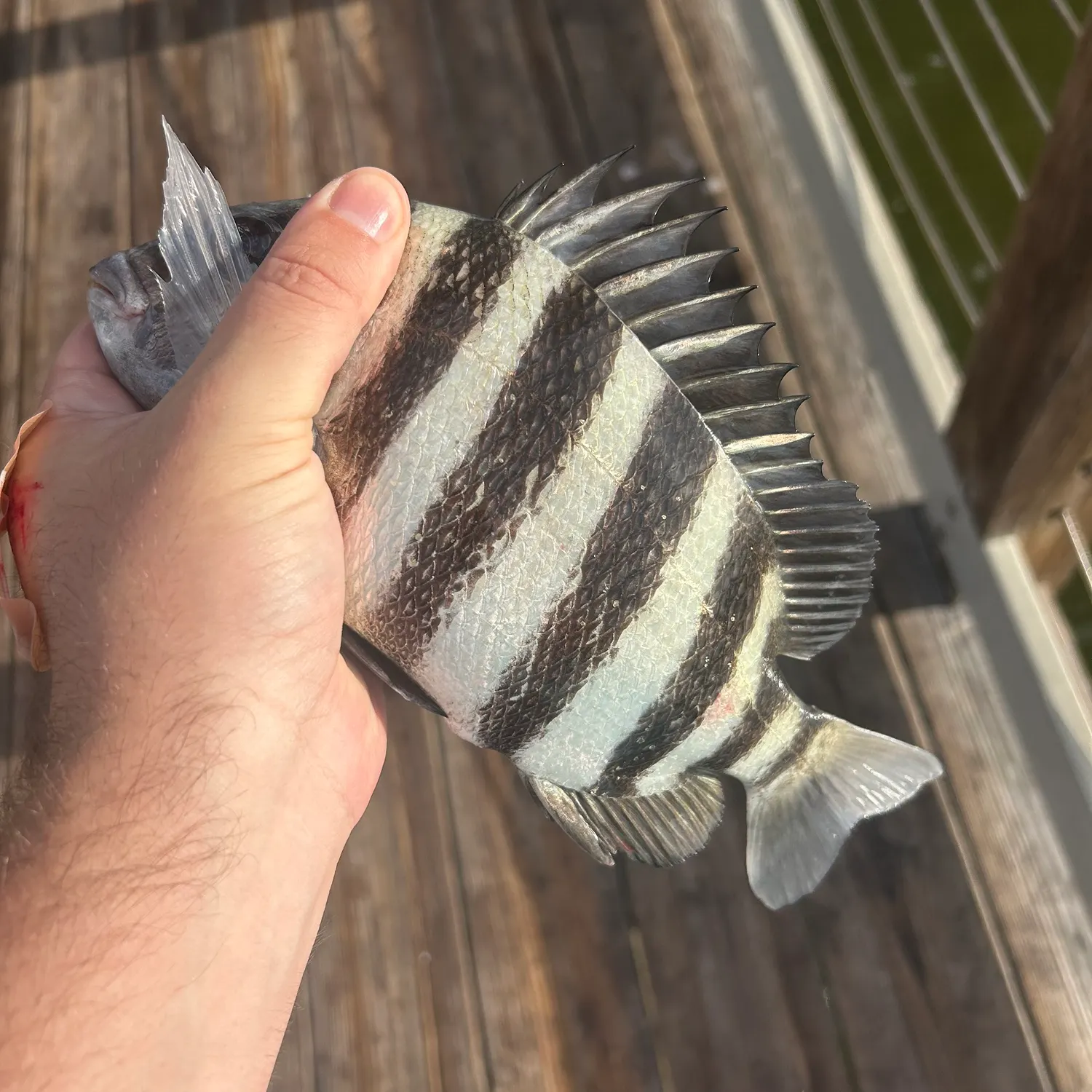 The most recent Sheepshead catches on Fishbrain