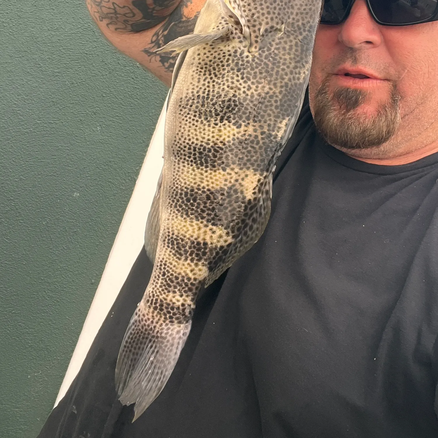 The most recent Spotted sand bass catches on Fishbrain