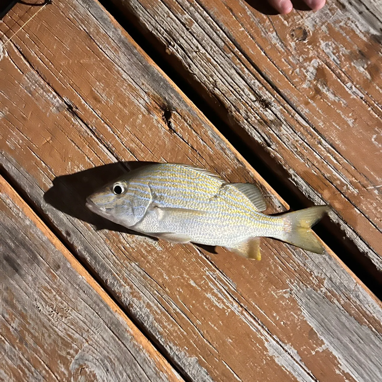 The most recent White grunt catches on Fishbrain