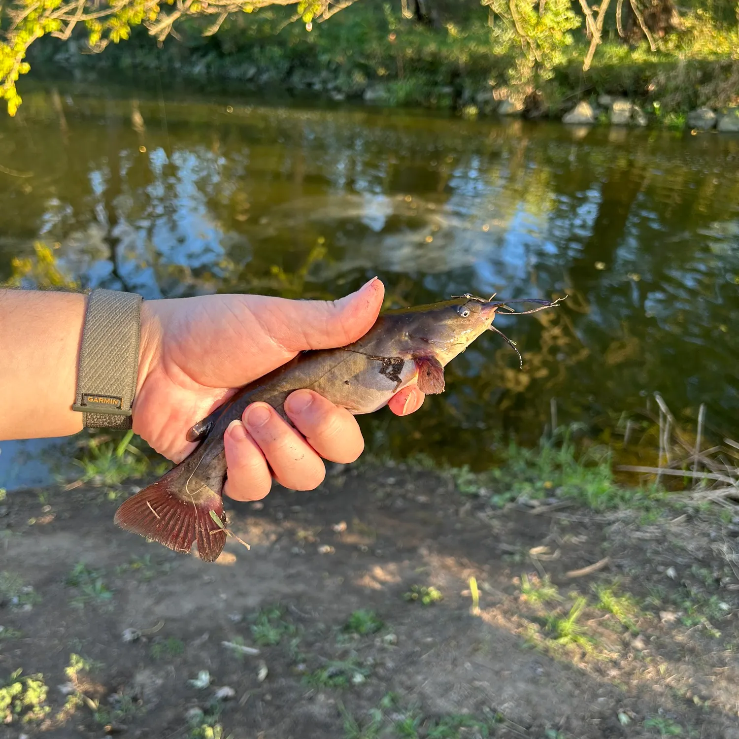 Brown bullhead caught on Fishbrain