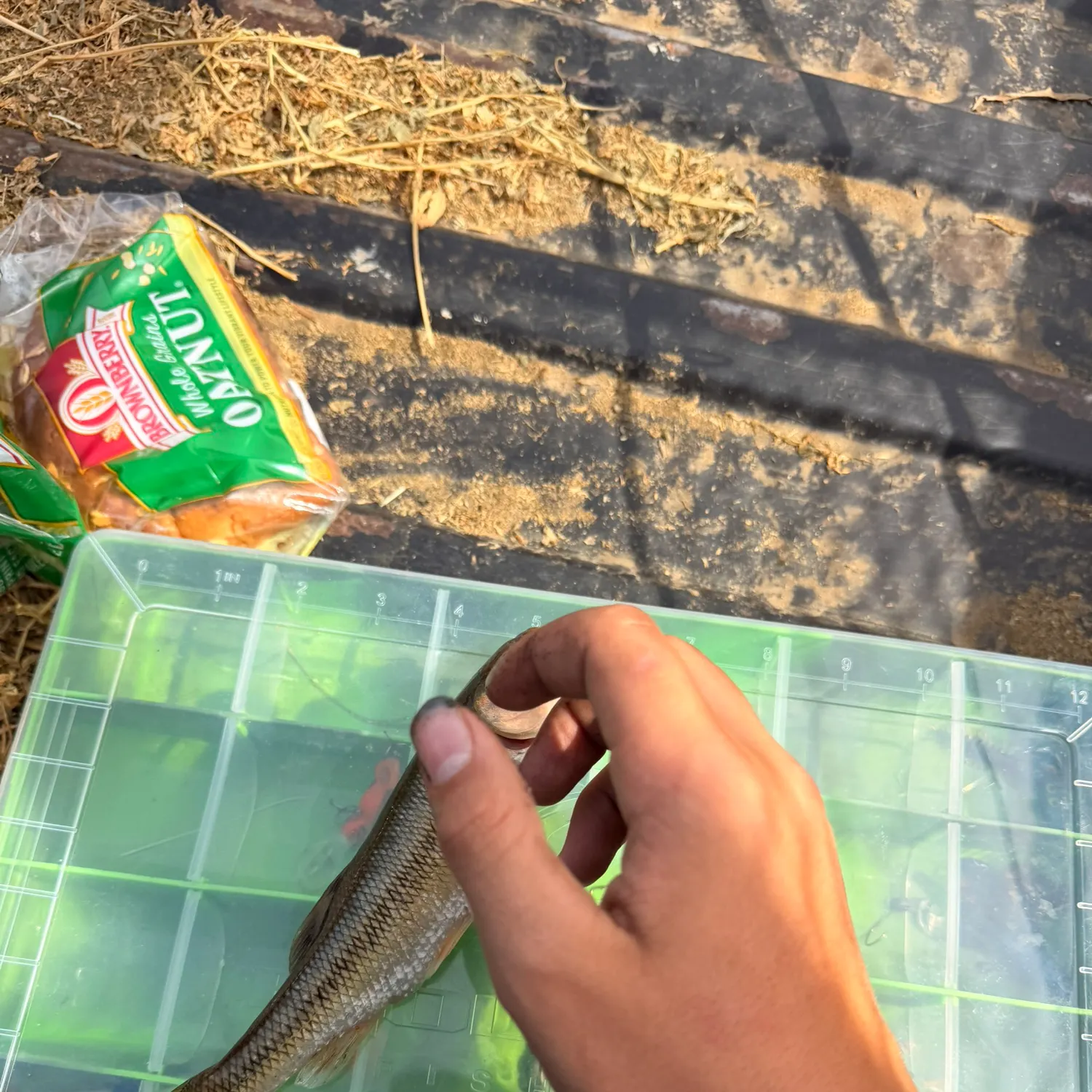 Creek chub caught on Fishbrain