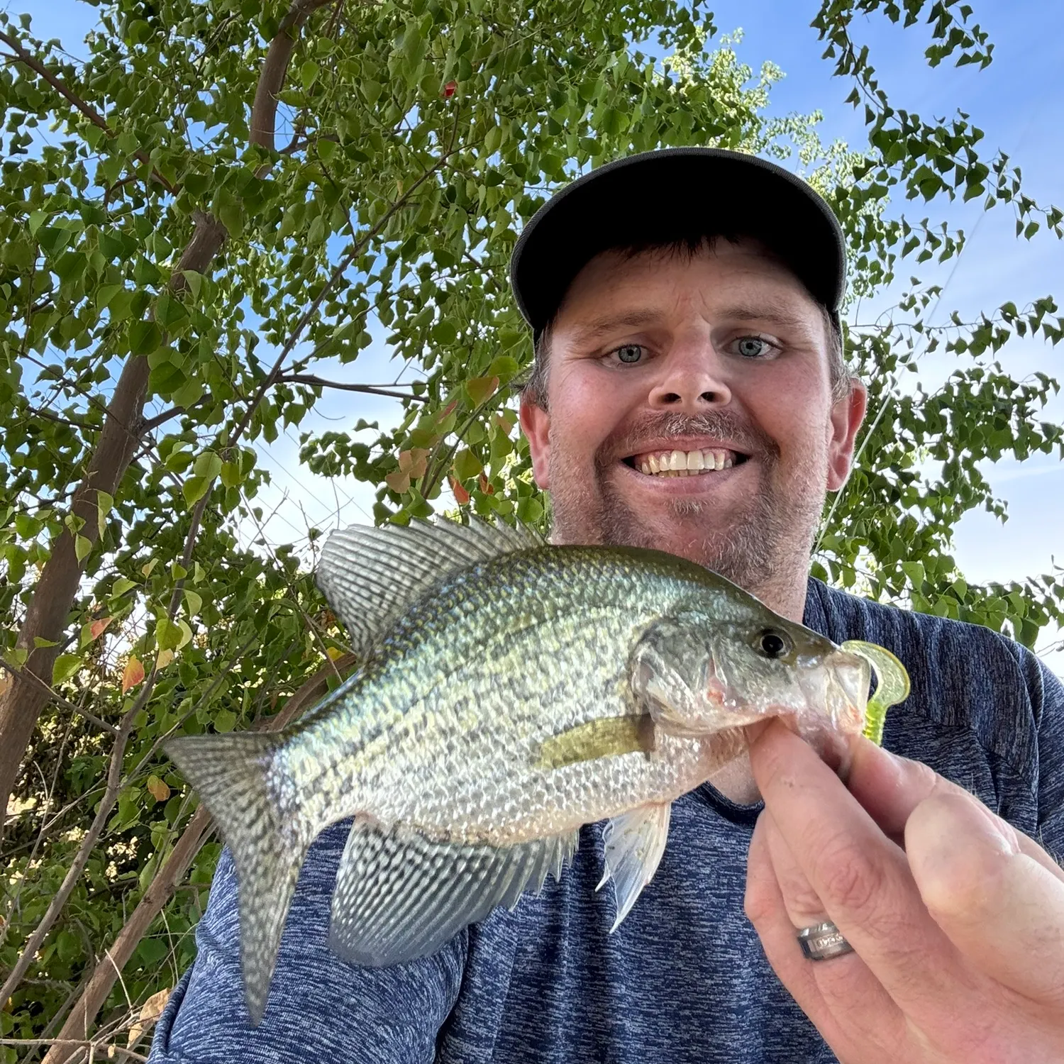 Black crappie caught on Fishbrain