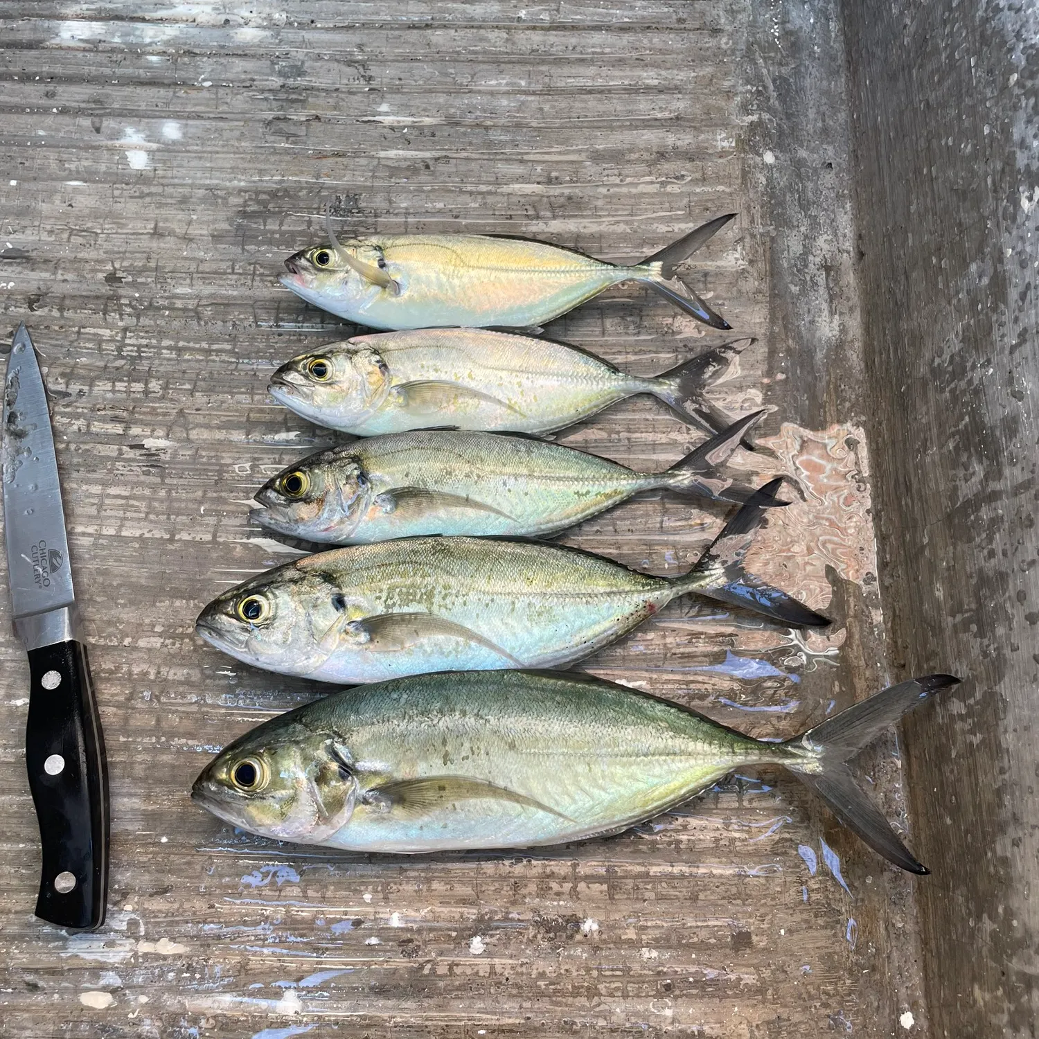 recently logged catches