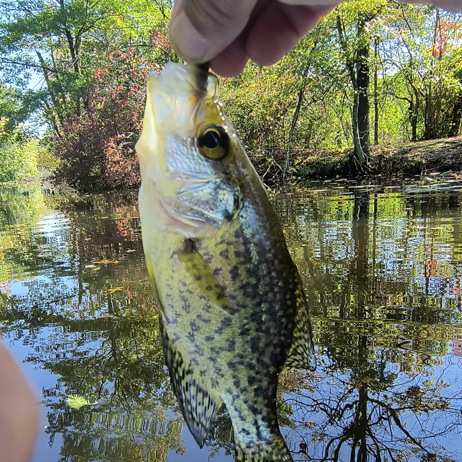 Black crappie caught on Fishbrain