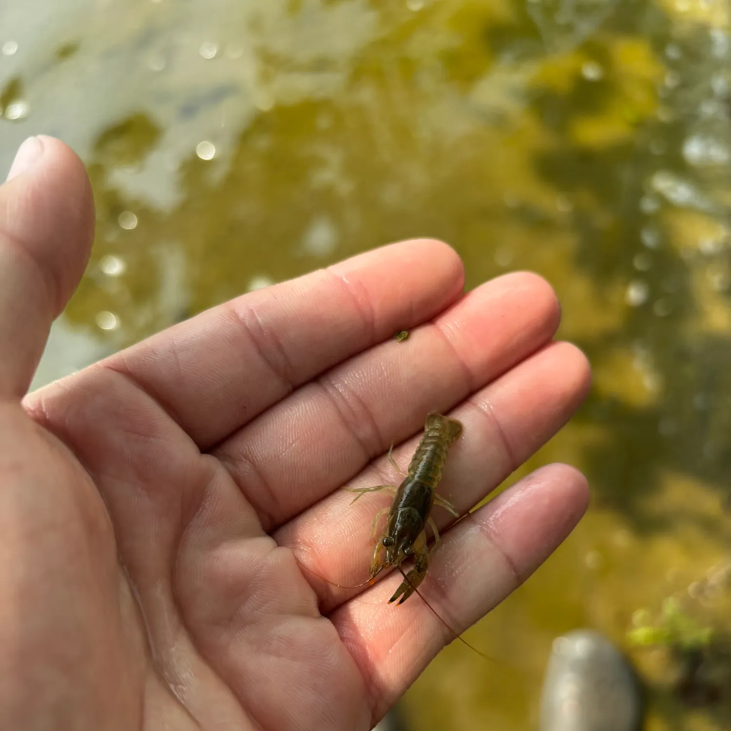 The most recent Northern clearwater crayfish catches on Fishbrain