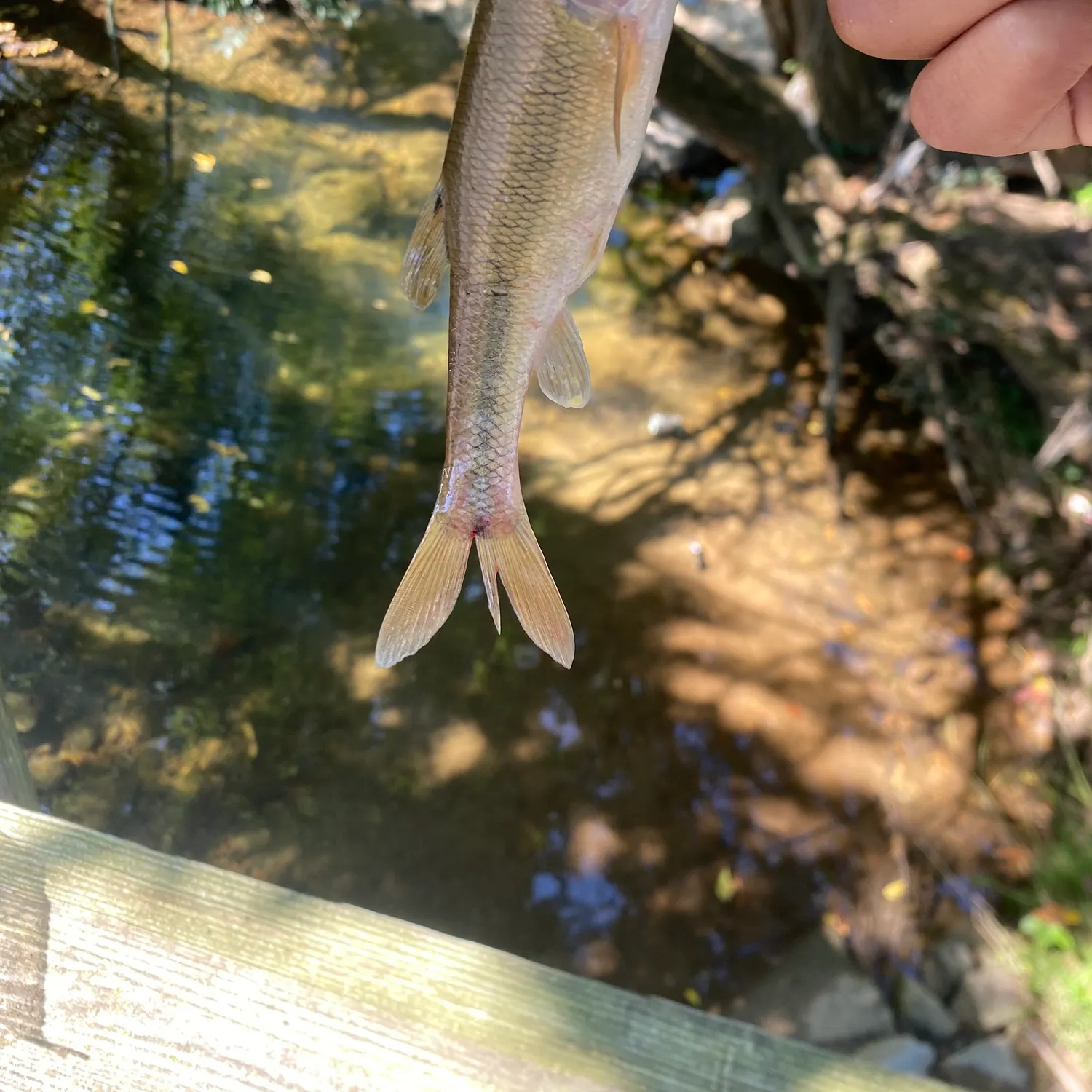 Creek chub caught on Fishbrain