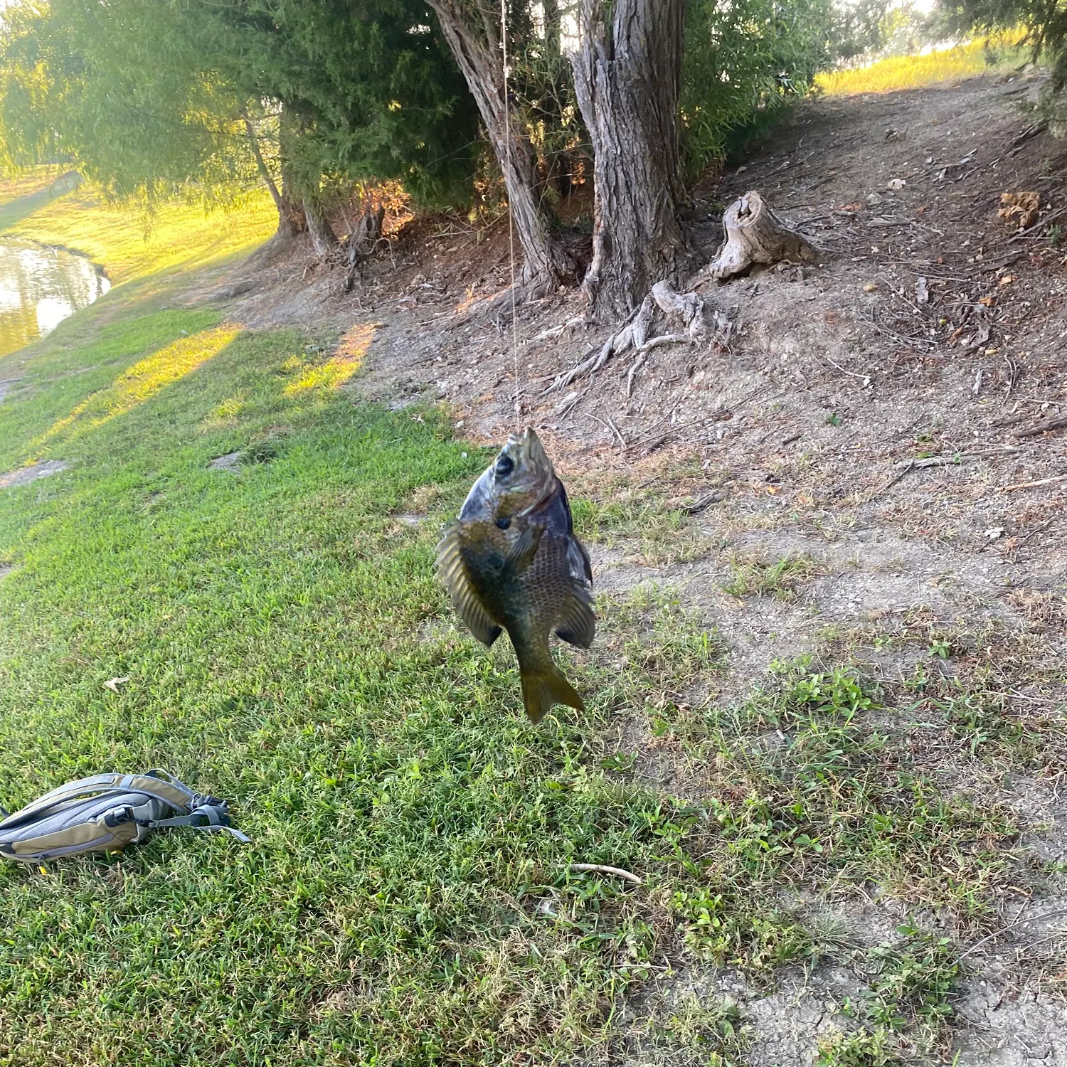 Bluegill caught on Fishbrain