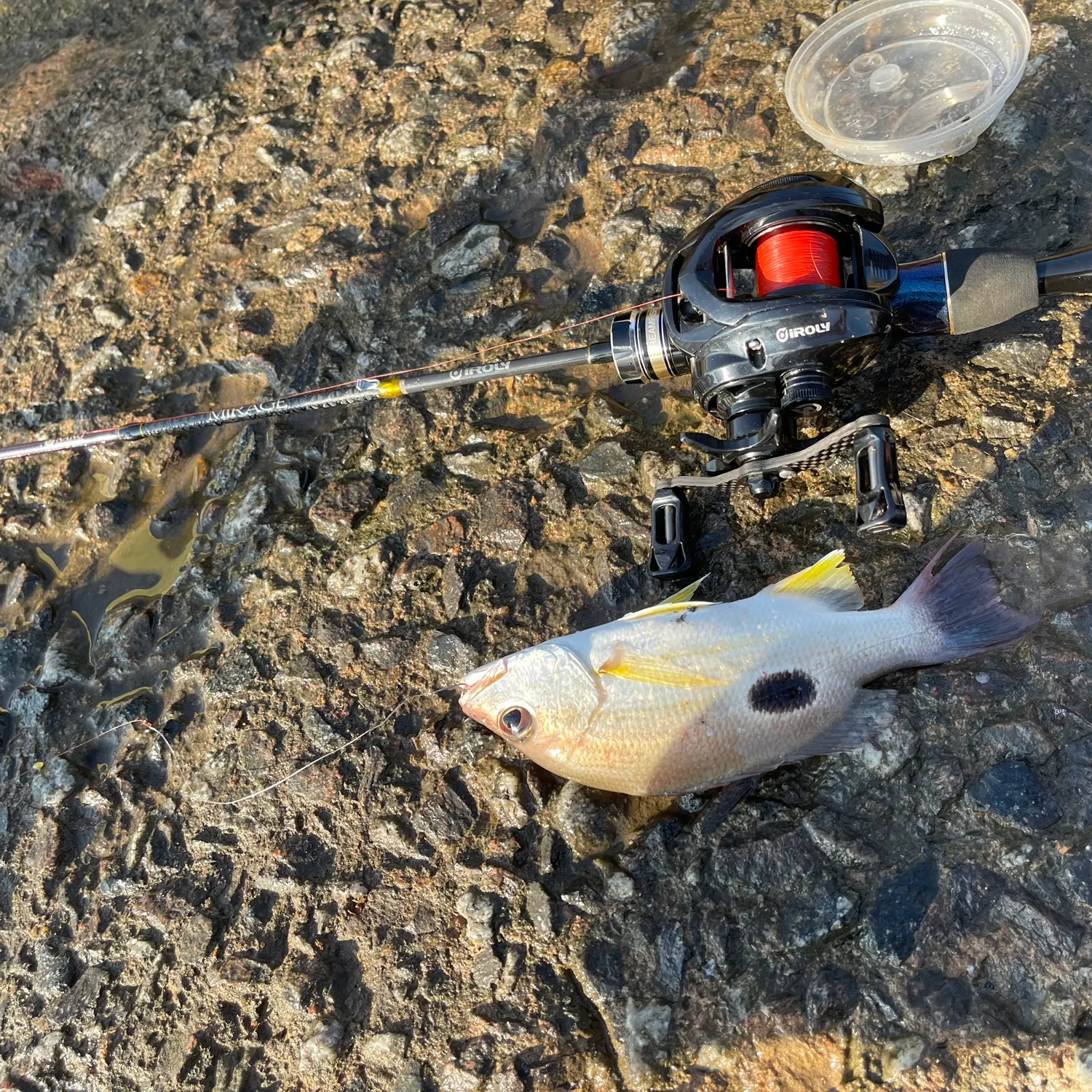 The most recent Moses perch catches on Fishbrain