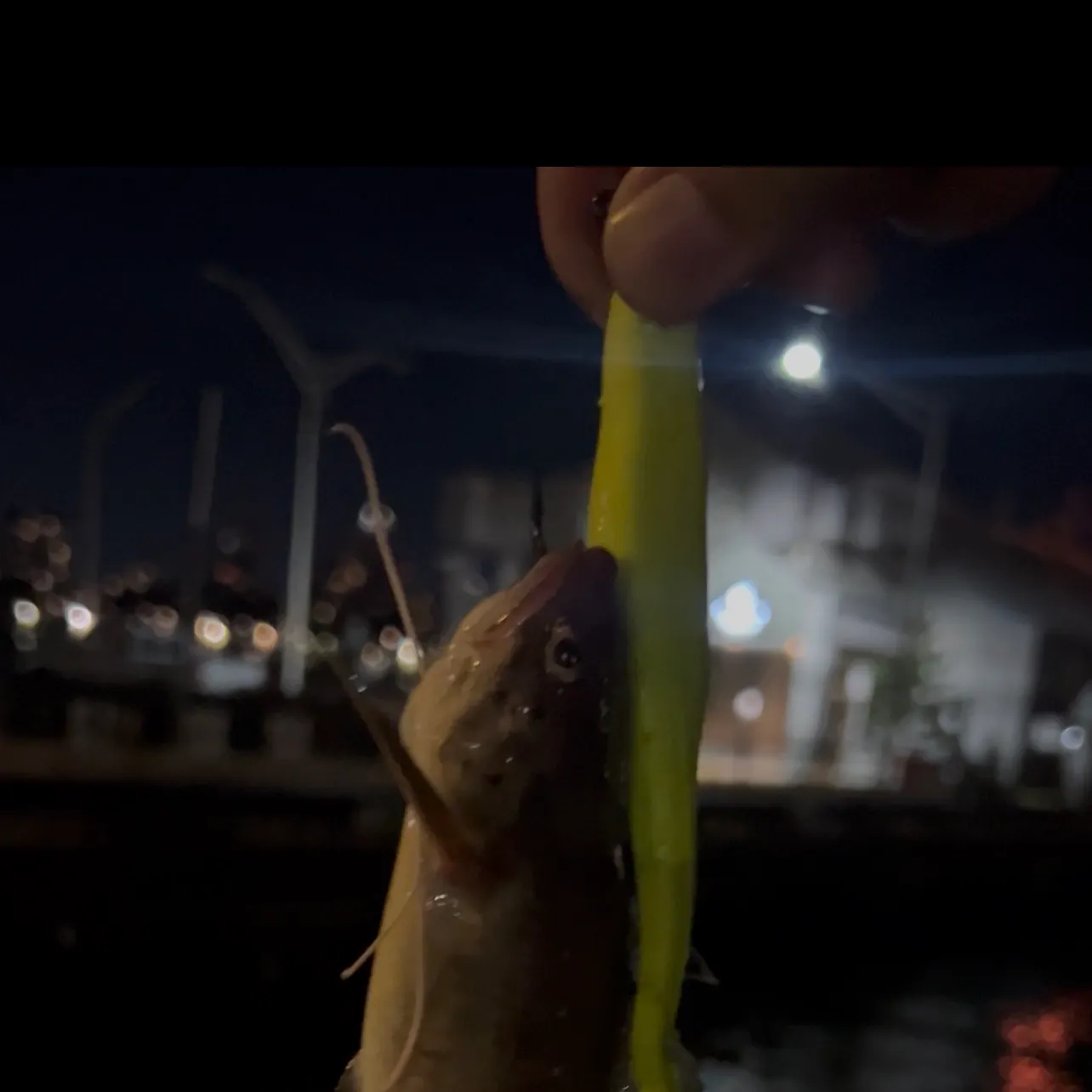 The most recent Red hake catches on Fishbrain