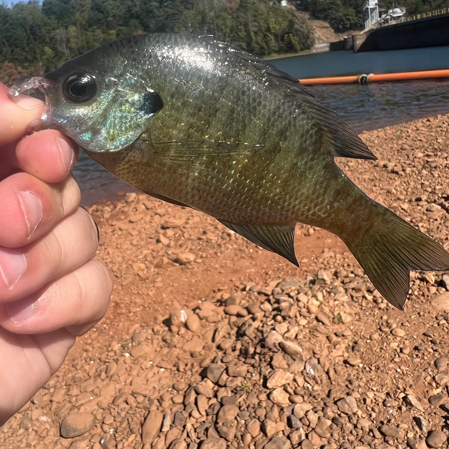Bluegill caught on Fishbrain